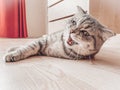 Cute young scottish cat close up