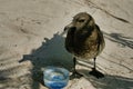 A cute young seagull rescued from dehydration.