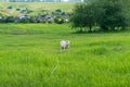 Cute young sheep on green paddock with village on the background Royalty Free Stock Photo