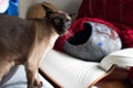 Blue Eyed Siamese Cat in Cat Cave Royalty Free Stock Photo