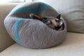 Silly Siamese Cat in Cat Cave Royalty Free Stock Photo