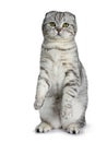 Cute young silver tabby Scottish Fold cat kitten, Isolated on white background.