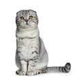 Cute young silver tabby Scottish Fold cat kitten, Isolated on white background.