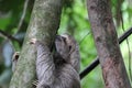 Young Sloth, Costa Rica