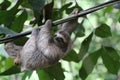 Young Sloth hanging on a cable, Costa Rica