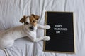 Cute young small dog sitting on bed with a blackboard with happy valentines day sign. Concept. Pets indoors Royalty Free Stock Photo