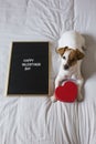 Cute young small dog sitting on bed with a red heart and a blackboard with happy valentines day sign. Concept. Pets indoors Royalty Free Stock Photo