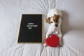 Cute young small dog sitting on bed with a red heart and a blackboard with happy valentines day sign. Concept. Pets indoors Royalty Free Stock Photo