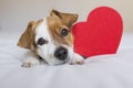 Cute young small dog sitting on bed with a red heart. Valentines day Concept. Pets indoors