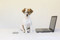 Cute young small dog sitting on bed and working on laptop. Wearing glasses and mobile phone besides him. Pets indoors Royalty Free Stock Photo