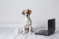 Cute young small dog sitting on the floor and working on laptop. Wearing glasses and cup of tea or coffee besides him. Pets Royalty Free Stock Photo