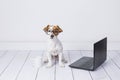 Cute young small dog sitting on the floor and working on laptop. Wearing glasses and cup of tea or coffee besides him. Pets