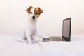 Cute young small dog working on laptop at home. Bedroom. Indoors Royalty Free Stock Photo