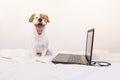 Cute young small dog working on laptop at home and feeling tired Royalty Free Stock Photo