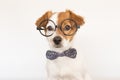 cute young small white dog wearing a modern bowtie and glasses. Sitting on the wood floor and looking at the camera.White Royalty Free Stock Photo