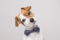 Cute young small white dog wearing a modern bowtie. Sitting on t
