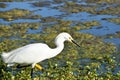 Cute Young Snowy Egret Looking For Food In a Lagoon Royalty Free Stock Photo