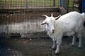 Goat in open pen in the park