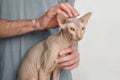 Cute young Sphynx cat in vet hands close up on white background Royalty Free Stock Photo