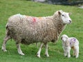 Cute Young Spring Lamb with its mother Royalty Free Stock Photo