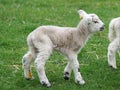 Cute Young Spring Lamb Playing Royalty Free Stock Photo