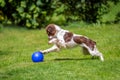 Cute young Springer Spaniel having fun playing with a blue ball on the lawn