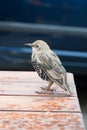 Cute young starling bird in Reykjavik