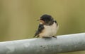 A cute young Swallow Hirundo rustica perching on a metal pole in the UK. It is waiting for the parents to come back and feed it. Royalty Free Stock Photo