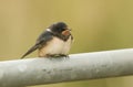 A cute young Swallow Hirundo rustica perching on a metal pole in the UK. It is waiting for the parents to come back and feed it. Royalty Free Stock Photo