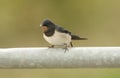 A cute young Swallow Hirundo rustica perching on a metal pole in the UK. It is waiting for the parents to come back and feed it. Royalty Free Stock Photo