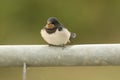 A cute young Swallow Hirundo rustica perching on a metal pole in the UK. It is waiting for the parents to come back and feed it. Royalty Free Stock Photo