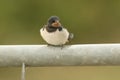 A cute young Swallow Hirundo rustica perching on a metal pole in the UK. It is waiting for the parents to come back and feed it. Royalty Free Stock Photo