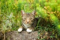 Cute young tabby cat looking to camera whilst resting on a rock.
