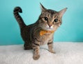 Cute Young Tabby Cat Wearing Orange and Yellow Bow Tie Flower Costume Portrait Big Eyes Standing Royalty Free Stock Photo