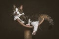 Cute young tabby cat with white chest lying on scratching post against dark fabric background. Royalty Free Stock Photo