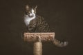 Cute young tabby cat with white chest sitting on scratching post against dark fabric background. Royalty Free Stock Photo