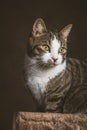 Cute young tabby cat with white chest sitting on scratching post against dark fabric background. Royalty Free Stock Photo