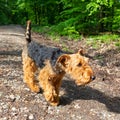 cute young terrier on a walk in the forest Royalty Free Stock Photo