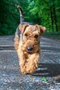 cute young terrier on a walk in the forest Royalty Free Stock Photo