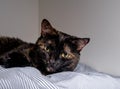 Cute young tortoiseshell color cat lying on her bed