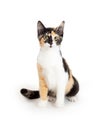 Cute young tri-color calico kitten Royalty Free Stock Photo