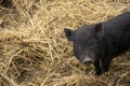 Cute Young Vietnamese Pot-bellied pig Royalty Free Stock Photo