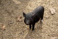 Cute Young Vietnamese Pot-bellied pig Royalty Free Stock Photo