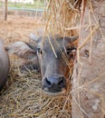 Cute young water buffalo Royalty Free Stock Photo