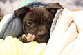 cute young 6 week old Staffordshire terrior pups playing in their family backyard, sleeping and resting, having fun with their