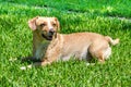 Cute Young Wet Female Dog Relaxing and Posing on Green Lawn at the Yard. Kokoni Greek Ãâound Breed. Royalty Free Stock Photo