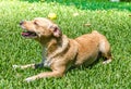 Cute Young Wet Female Dog Relaxing and Posing on Green Lawn at the Yard under the Sun . Kokoni Greek Ãâound Breed Royalty Free Stock Photo