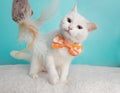 Cute Young White Cat Wearing Orange Pink and White Geometric Bow Tie Costume Portrait Playing with Toy Shaking Head Royalty Free Stock Photo