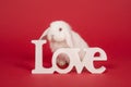 Young white rabbit behind white word love on a red background