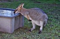 Cute young wild grey kangaroo drinking water Royalty Free Stock Photo